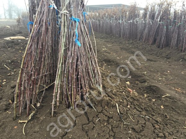 Саженцы яблони