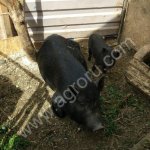 Поросята вьетнамские вислобрюхие