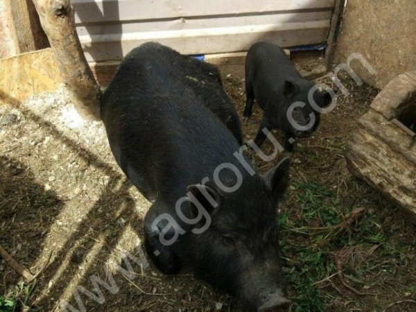 Поросята вьетнамские вислобрюхие