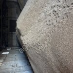 Пшеница 4-5 класс