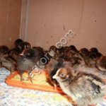цыплята барневельдеры