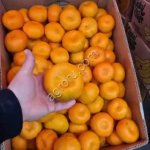 Абхазские мандарины