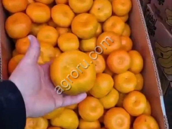 Абхазские мандарины