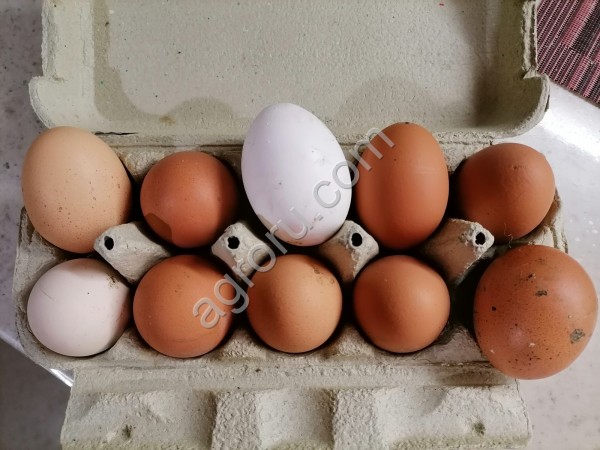 Яйцо домашнее куриное