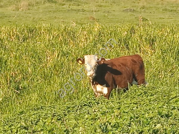 Телки порода герефорд