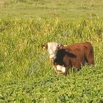 Телки порода герефорд