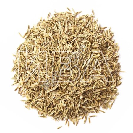 Райграс пастбищный (семена)