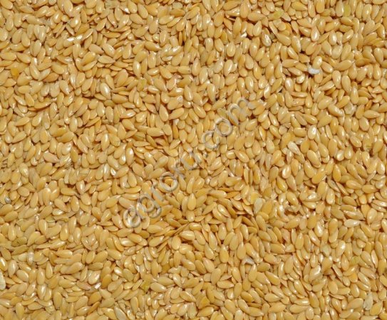 Лён золотистый