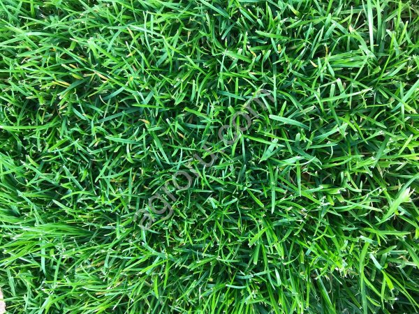 Мятлик луговой, Балин/Лимаги,  РС1