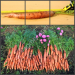 Стимулятор роста растений СИЛК удобрение универсал