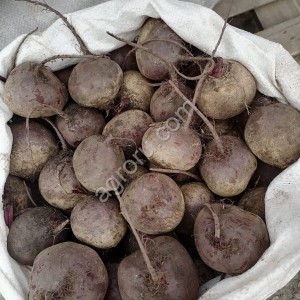 Свекла