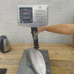 Форель 2+. Не потрошенная.