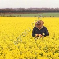 Рапс