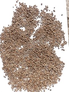 Кориандр по России и на Экспорт