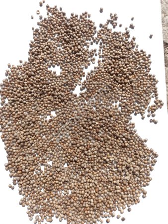 Кориандр по России и на Экспорт