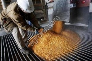 Кукуруза FOB Астрахань Россия