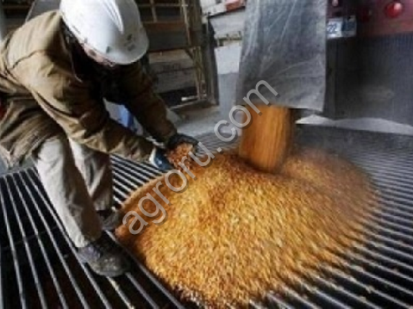 Кукуруза FOB Астрахань Россия
