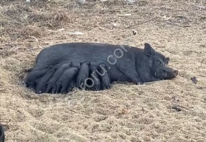 вьетнамских чёрных поросят