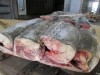 Организация, реализует свеже мороженную морскую рубу, кальмары, муку рыбную
