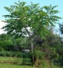 Cемена маньчжурского ореха (seed Juglans mandshurica)