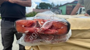 Кета ПБГ (Севера Сахалина) осенняя