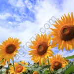 Фавор Семена гибрида подсолнечника