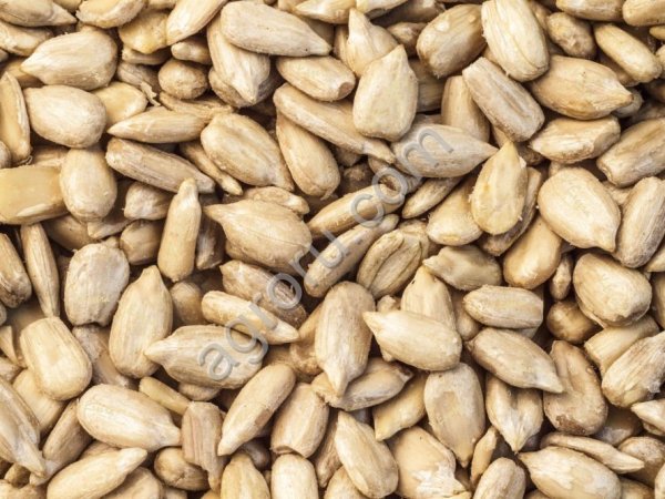 Ядро подсолнечника