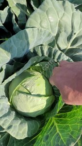 Капуста б-к