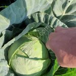 Капуста б-к