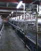 Доильный зал для крс (Milk line на 60 голов)