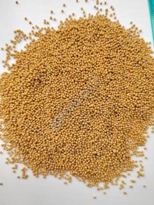 Горчица белая