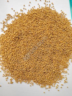 Горчица белая