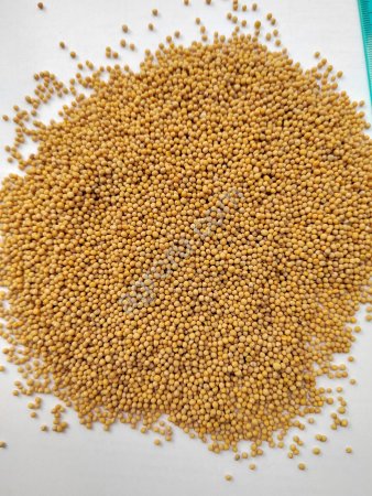 Горчица белая