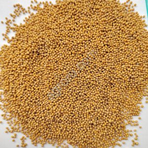 Горчица белая