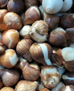 Луковицы тюльпана