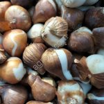 Луковицы тюльпана