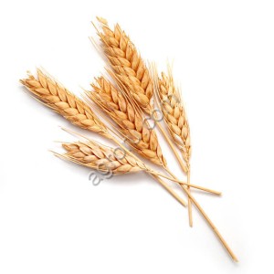 Пшеница Кормовая