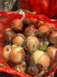Лук репчатый