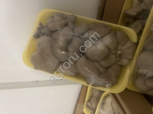 грибы вешенки свежие собственное производство.Упаковка ,фасовка все соответствующие сертификаты