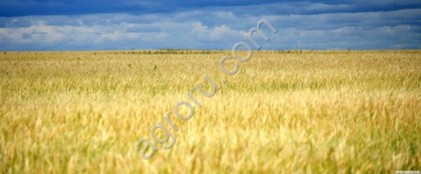 Высокорентабельное фермерское хозяйство в Крыму.