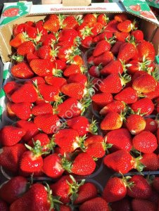 Клубника оптом свежая клери, антея, априка