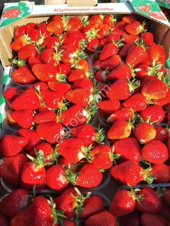 Клубника оптом свежая клери, антея, априка