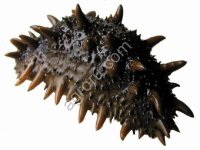 Трепанг живой