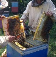 Пчелопакеты (среднерусская порода)