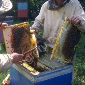 Пчелопакеты среднерусская порода