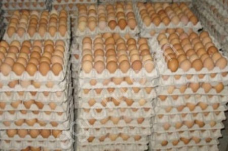 Яйца оптом
