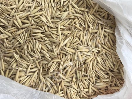 Овёс кормовой