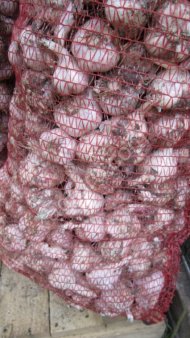 крупный чеснок