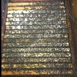 пчелопакеты карника