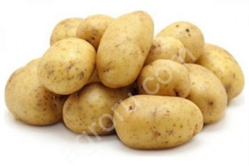 семенной <span>картофель</span> от производителя